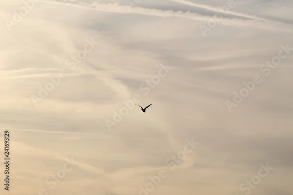 Fototapeta Bird at sunset 
