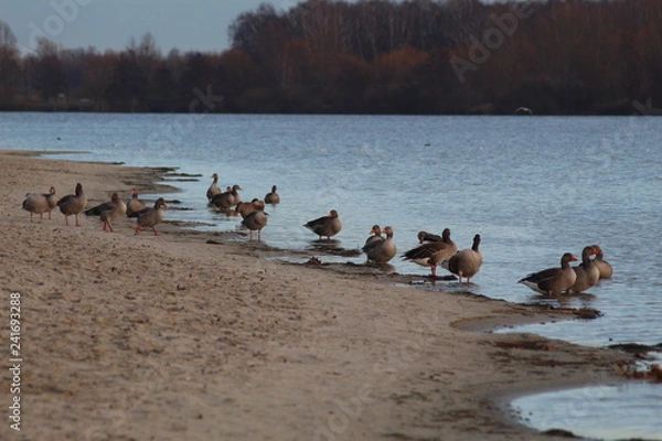 Fototapeta Ducks on the river 