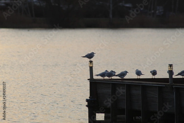Fototapeta Bird at sunset 