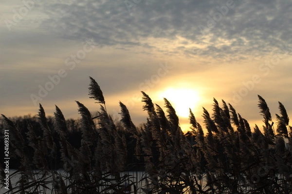 Fototapeta Sunset rye 