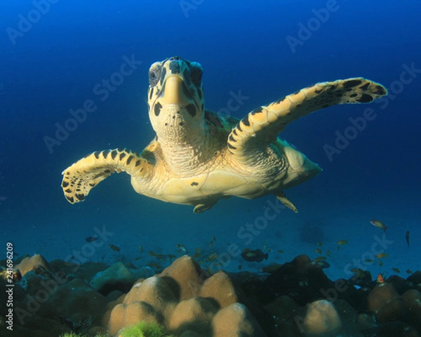 Fototapeta Hawksbill Sea Turtle 
