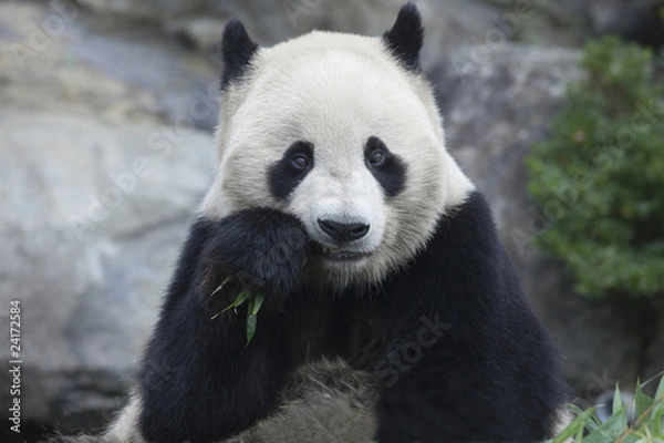 Obraz 食事をするパンダ