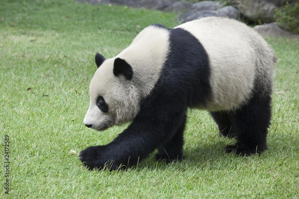 Obraz 散歩するパンダ