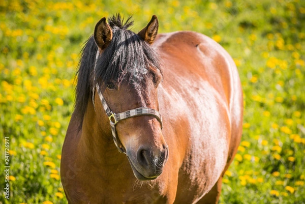 Obraz Horse on a field
