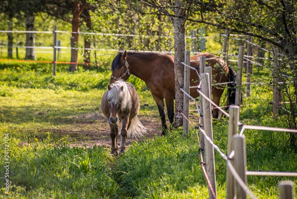 Obraz Horses on a field