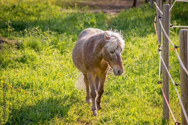 Obraz Horse on a field