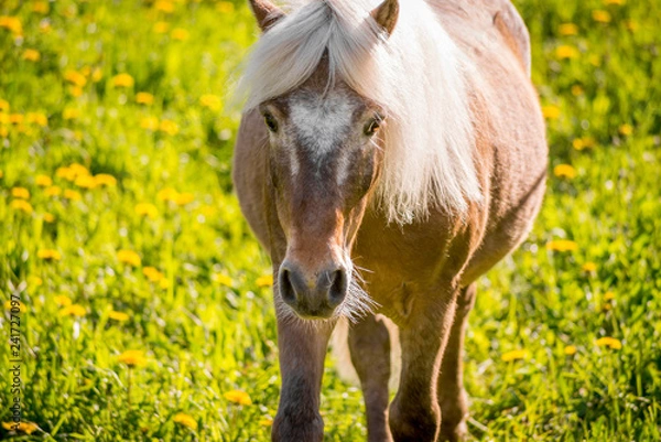 Obraz Horse on a field