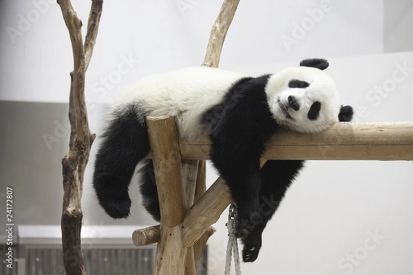Obraz REST PANDA