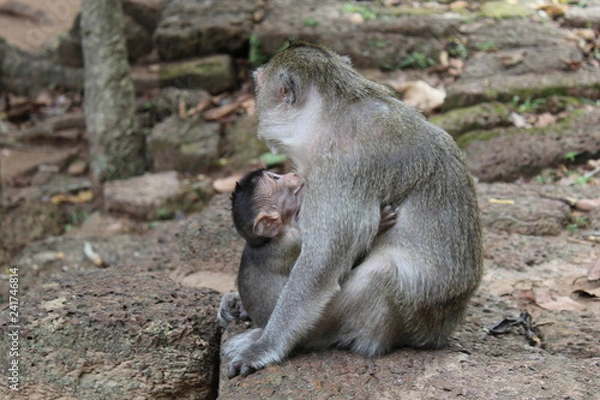 Obraz Mother Monkeys Love