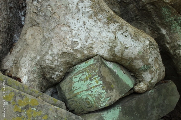 Obraz Nature Always find a away