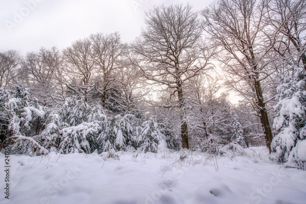 Obraz After snow storm