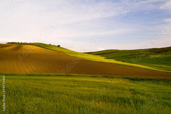 Obraz Hilly landscape at early spring, Puglia, Italy