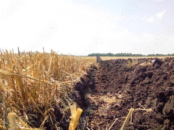 Fototapeta Equal plowing of the field after cleaning of wheat