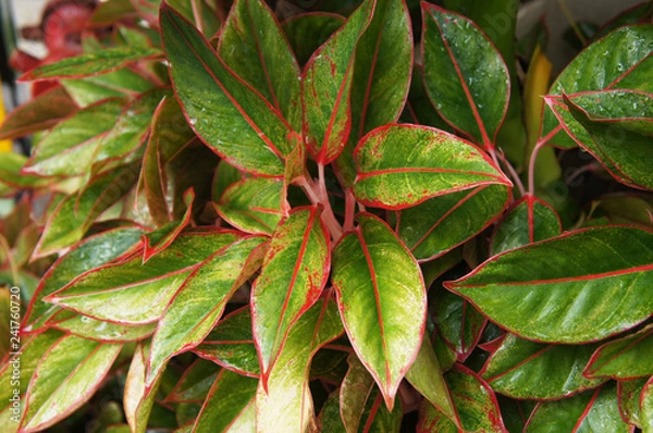Fototapeta Aglaonema commutatum siam aurora zielone i czerwone tło liści
