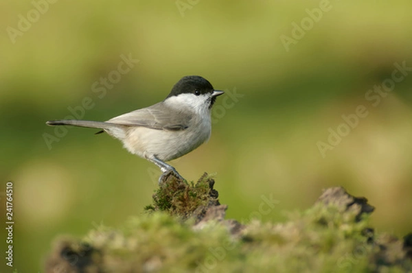 Obraz The marsh tit (Poecile palustris) is a passerine bird in the tit family Paridae and genus Poecile