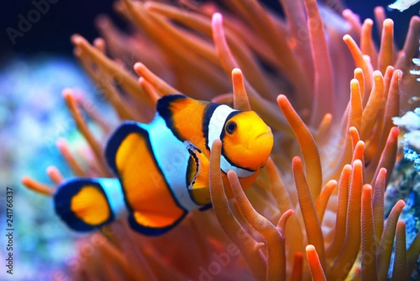 Fototapeta Błazenek Amphiprion ocellaris u anemona. Naturalne środowisko morskie