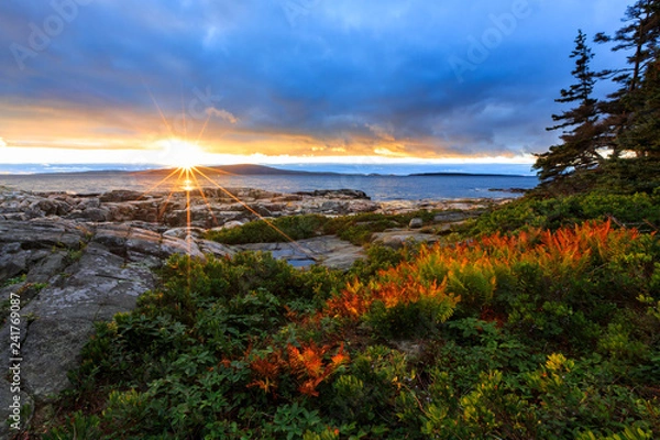 Obraz Acadia National Park Ocean Sunset Z Czerwonymi Paprociami