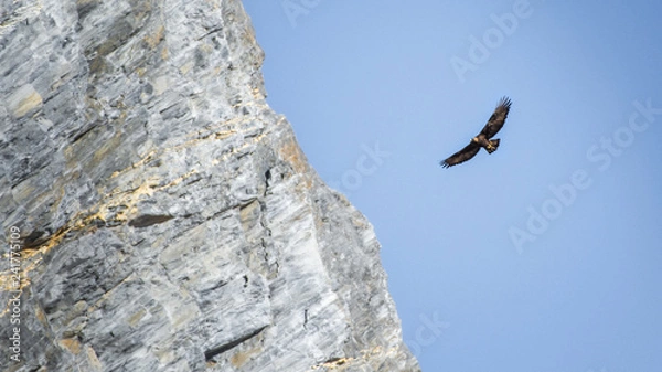 Fototapeta aigle royal