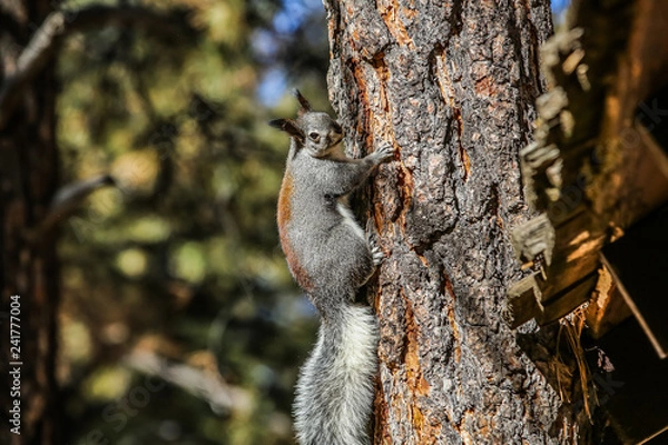 Fototapeta Squirel 8