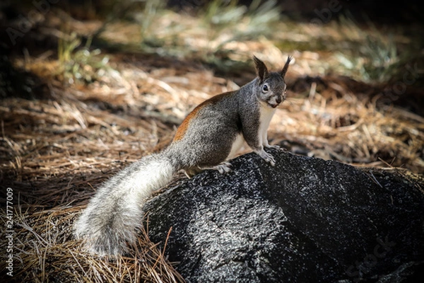 Fototapeta Squirel 7