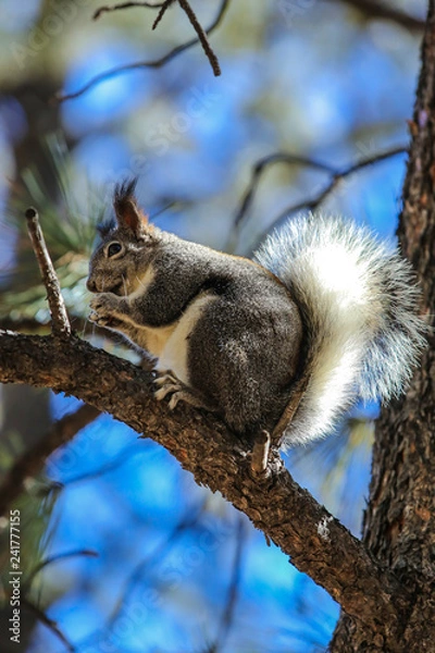 Obraz Squirrel 1