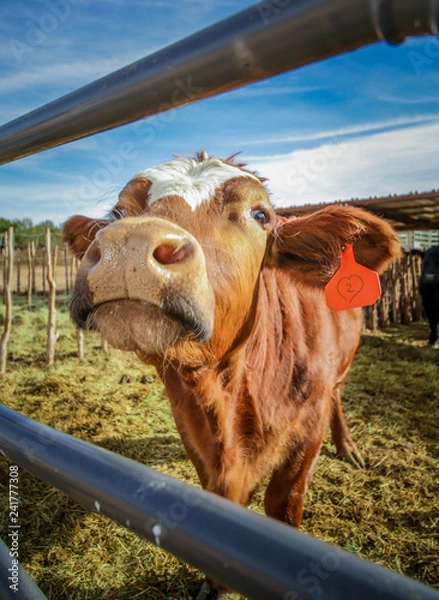Fototapeta Cow 2