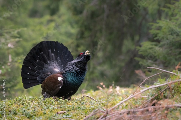 Fototapeta grand tétras