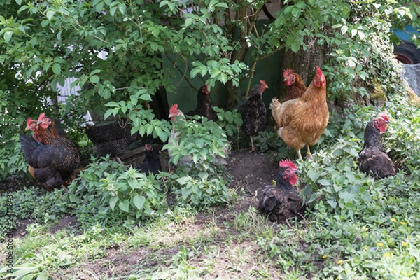 Fototapeta garden_chicken