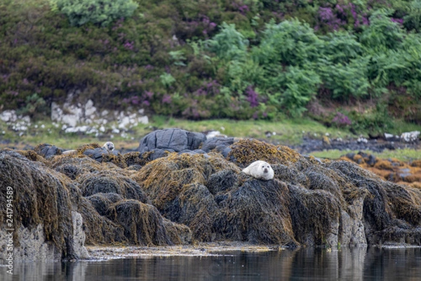 Fototapeta seal colony