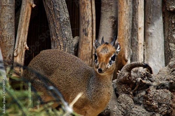 Fototapeta Small antelope