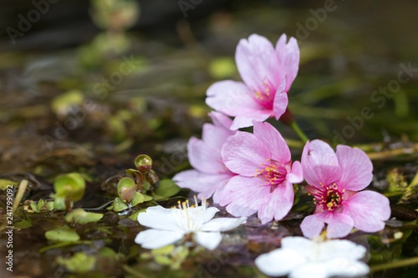 Fototapeta 桜の花、春イメージ
