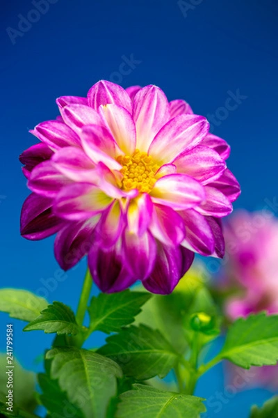 Fototapeta ダリアの花