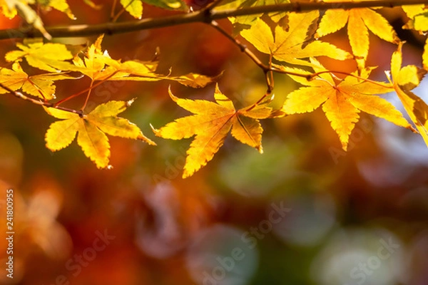 Fototapeta 紅葉　秋イメージ