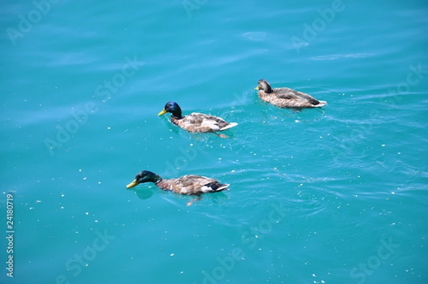 Fototapeta Lago en el Parque Nacional de Triglav, Eslovenia.