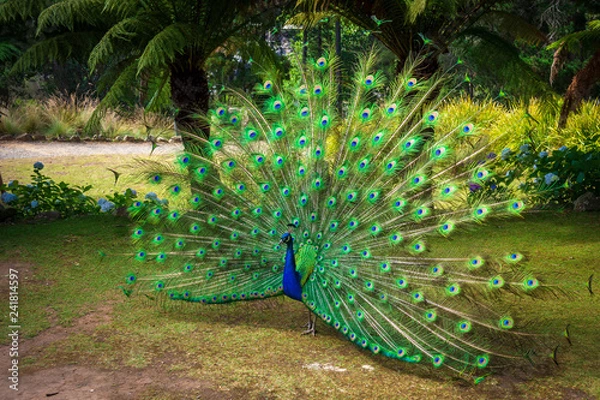Obraz Peacock with open feathers
