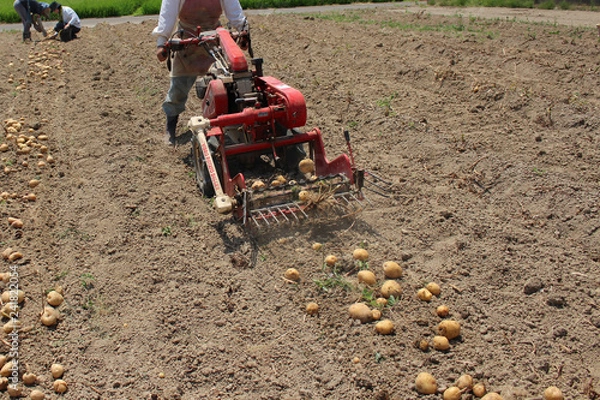 Fototapeta ジャガイモ掘り起こし
