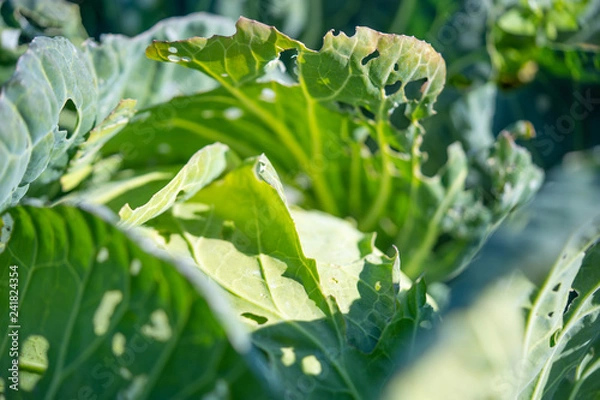 Obraz 虫食いキャベツ