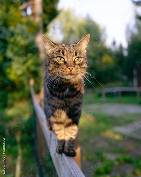 Obraz Cat standing or fence