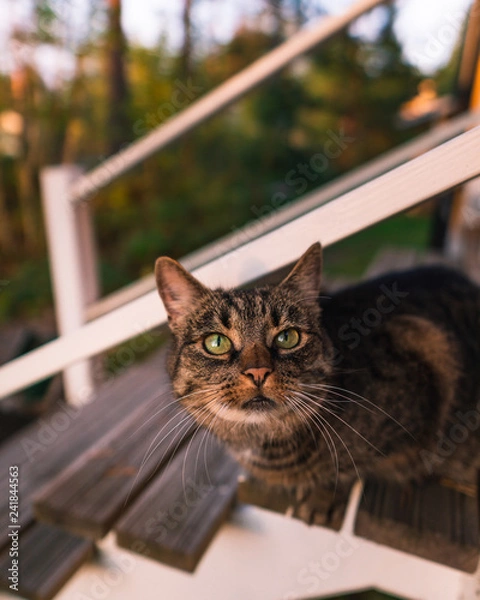 Obraz Cat standing or fence