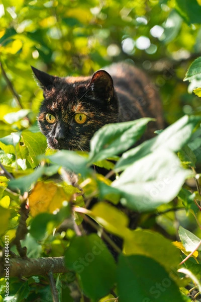 Obraz Black and brown cat inside tree