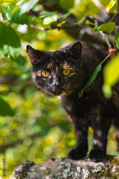 Fototapeta Black and brown cat inside tree