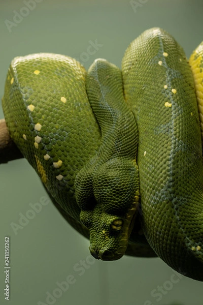 Obraz グリーンパイソン