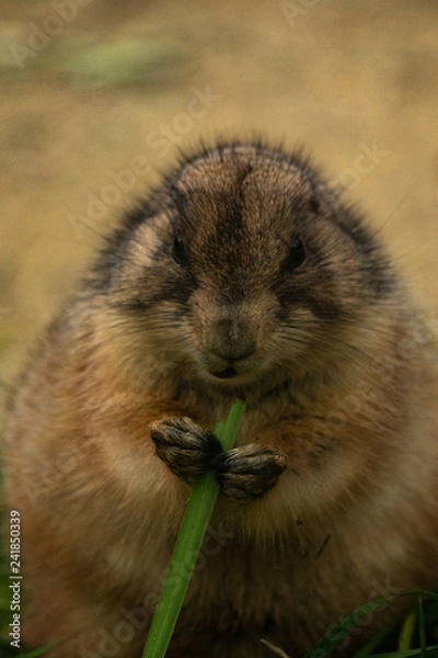 Obraz プレーリードッグ