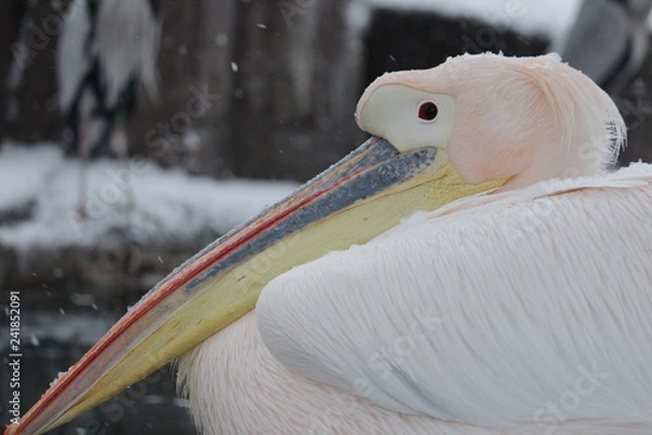 Obraz モモイロペリカン