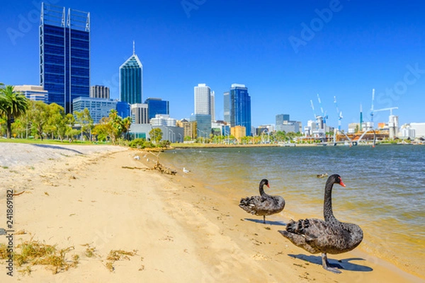 Obraz Para czarnych łabędzi na rzece Swan w zatoce Perth. W tle Perth Downtown z nowoczesnymi drapaczami chmur w zachodniej Australii. Sezon letni w piękny dzień.