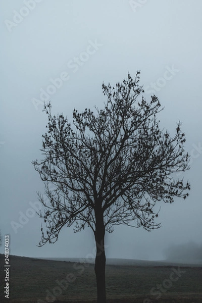 Fototapeta Baumsilhouette