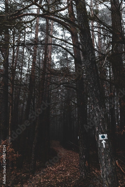 Fototapeta Waldweg