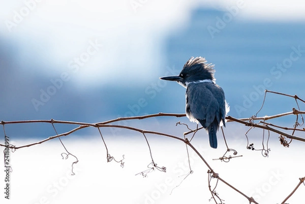 Obraz Belted kingfisher portrait