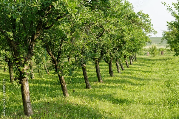 Fototapeta Alley of slightly leaned tree with lush green grass on a sunny spring day