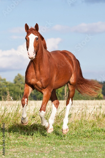 Obraz Nice sorrel horse running on the pasture in summer